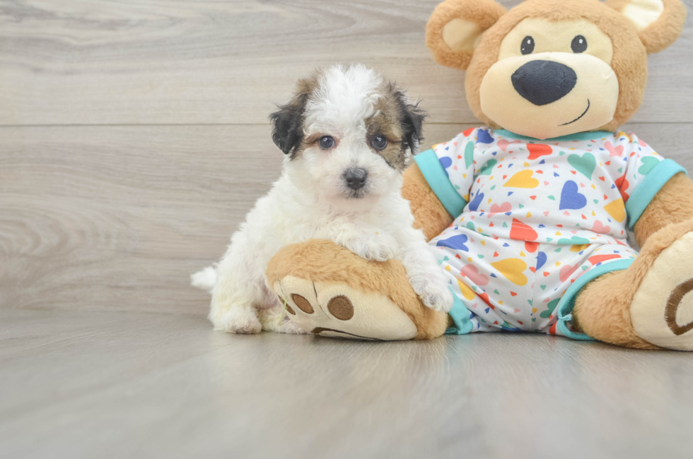 5 week old Poochon Puppy For Sale - Florida Fur Babies