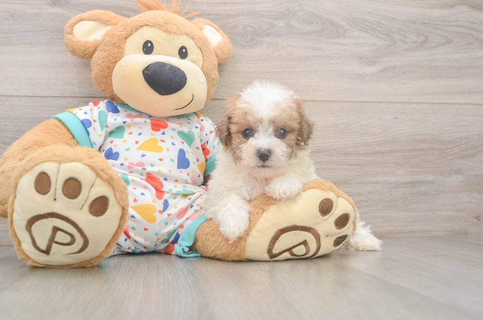 6 week old Poochon Puppy For Sale - Florida Fur Babies