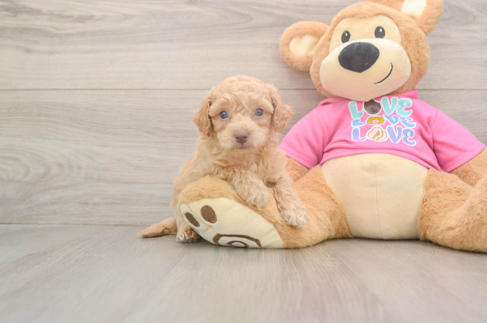 5 week old Poochon Puppy For Sale - Florida Fur Babies