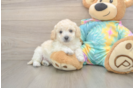 Poochon Pup Being Cute