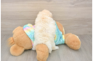Poochon Puppy for Adoption