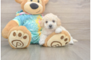 Adorable Bichpoo Poodle Mix Puppy