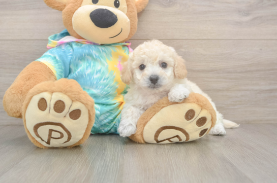 Adorable Bichpoo Poodle Mix Puppy