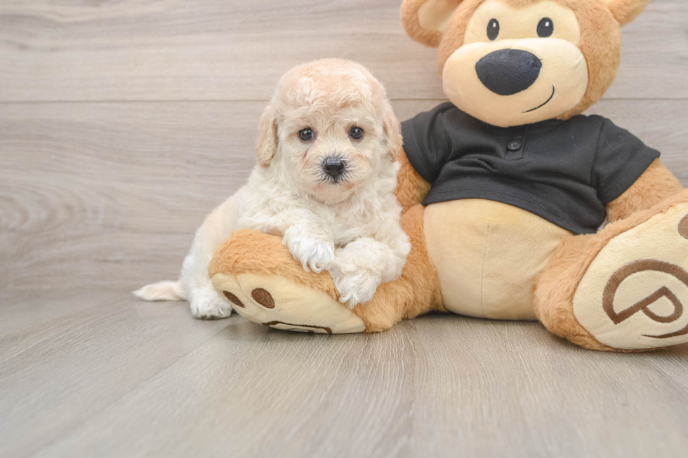 Sweet Poochon Baby