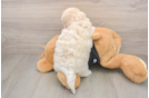 Best Poochon Baby