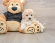 6 week old Poochon Puppy For Sale - Florida Fur Babies
