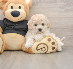 5 week old Poochon Puppy For Sale - Florida Fur Babies