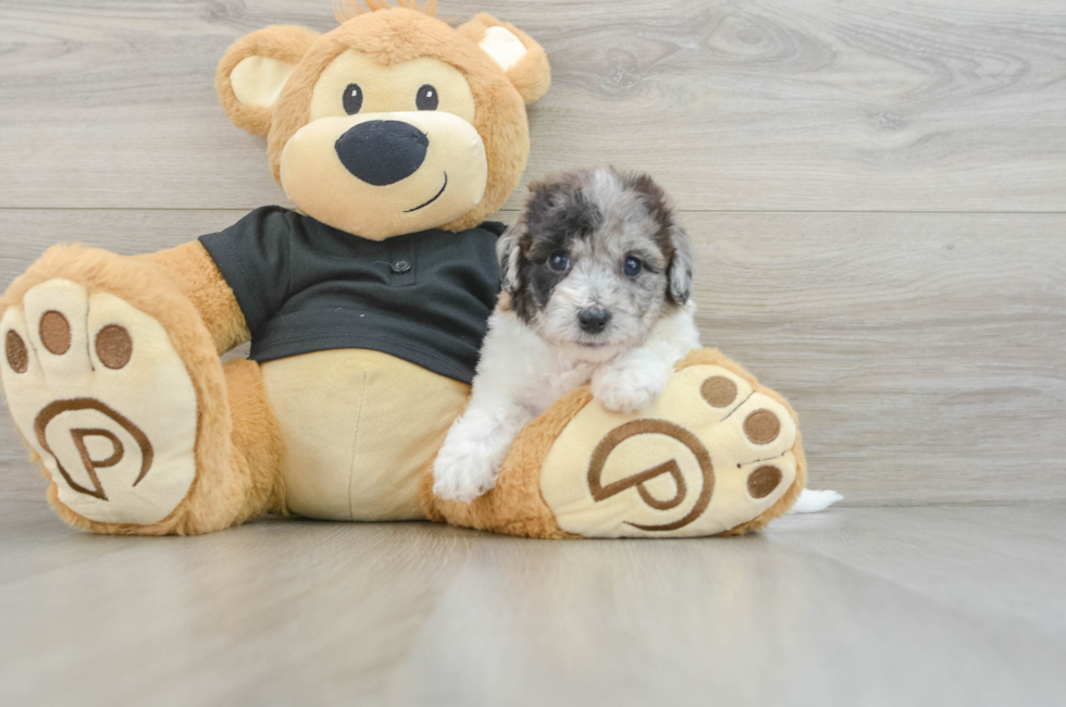 5 week old Poochon Puppy For Sale - Florida Fur Babies