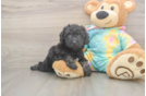 Friendly Poochon Baby