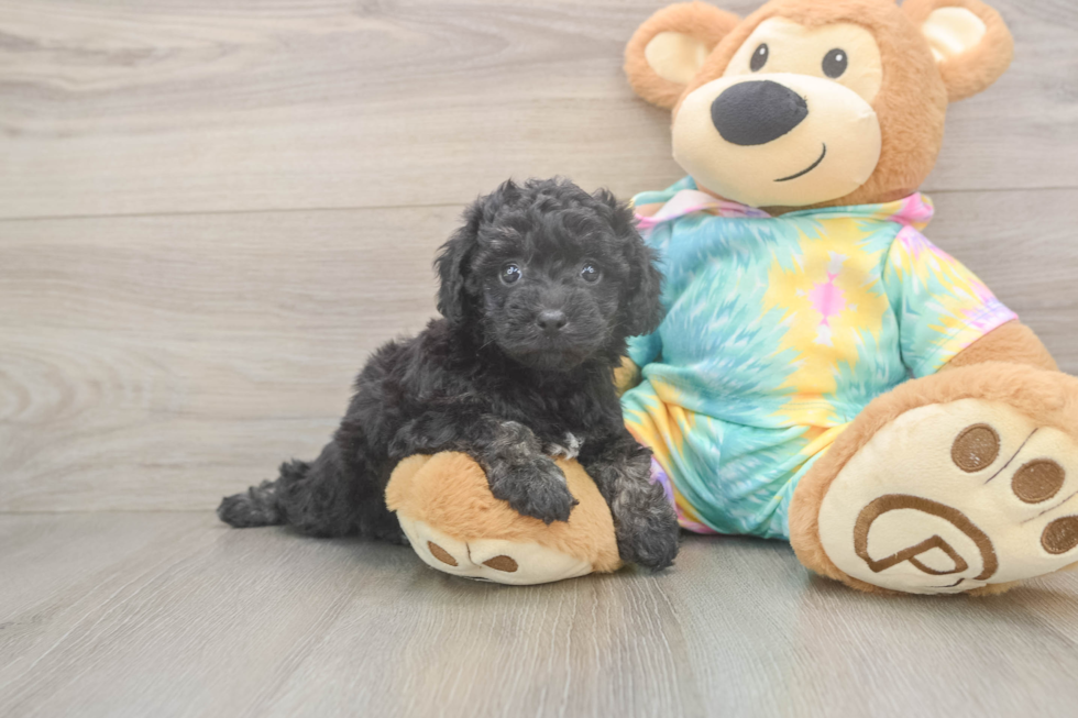 Friendly Poochon Baby