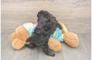 Poochon Puppy for Adoption