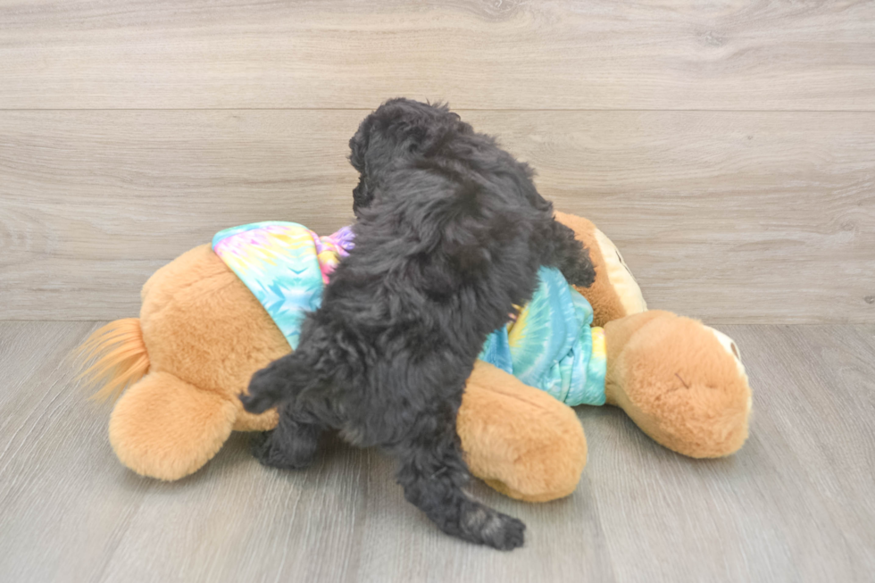 Poochon Puppy for Adoption