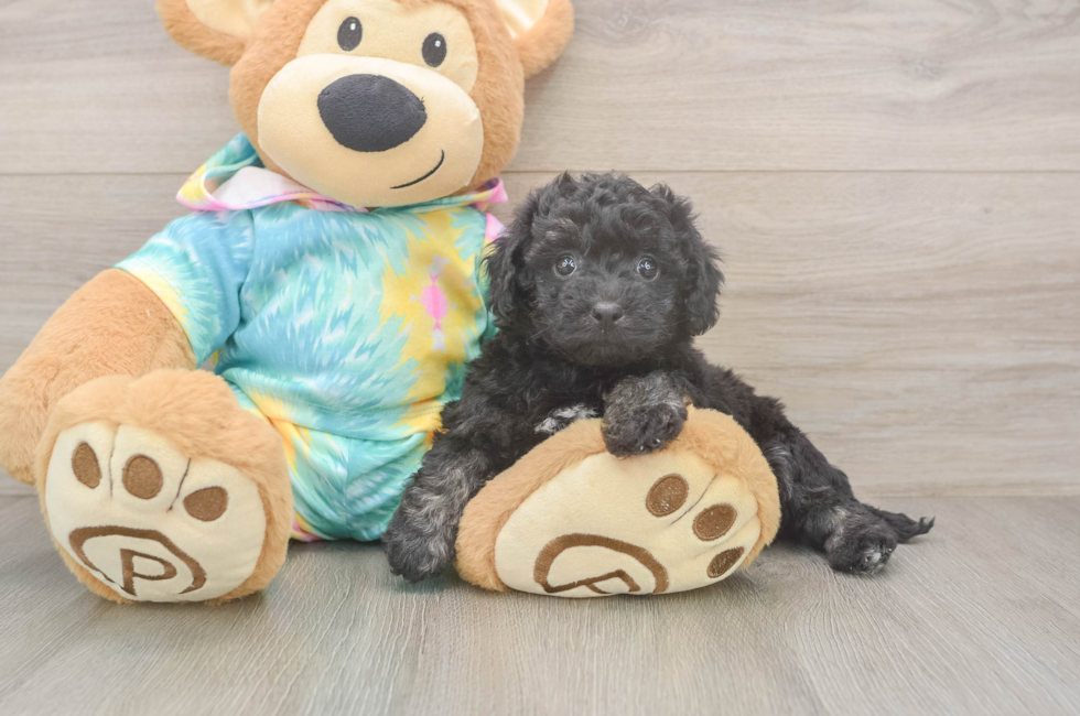 5 week old Poochon Puppy For Sale - Florida Fur Babies