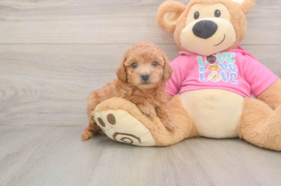 6 week old Poochon Puppy For Sale - Florida Fur Babies