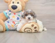 6 week old Poochon Puppy For Sale - Florida Fur Babies
