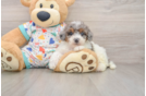 Smart Poochon Poodle Mix Pup