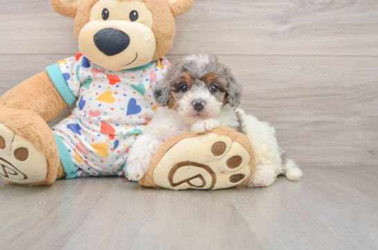 Smart Poochon Poodle Mix Pup