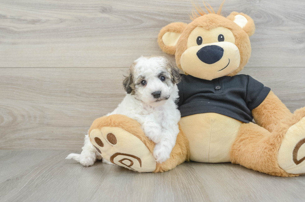 5 week old Poochon Puppy For Sale - Florida Fur Babies