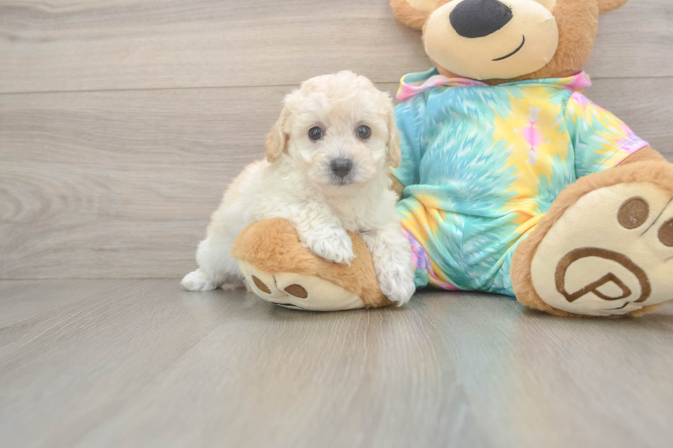 Poochon Pup Being Cute