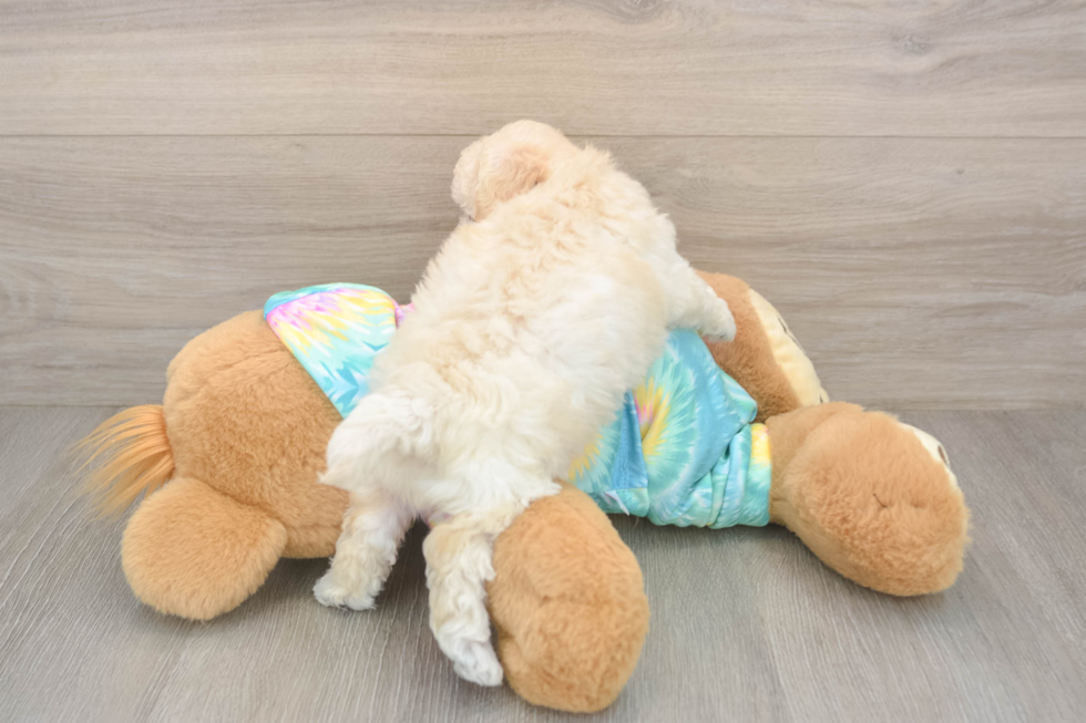 Poochon Pup Being Cute