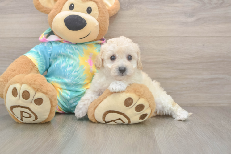 Best Poochon Baby