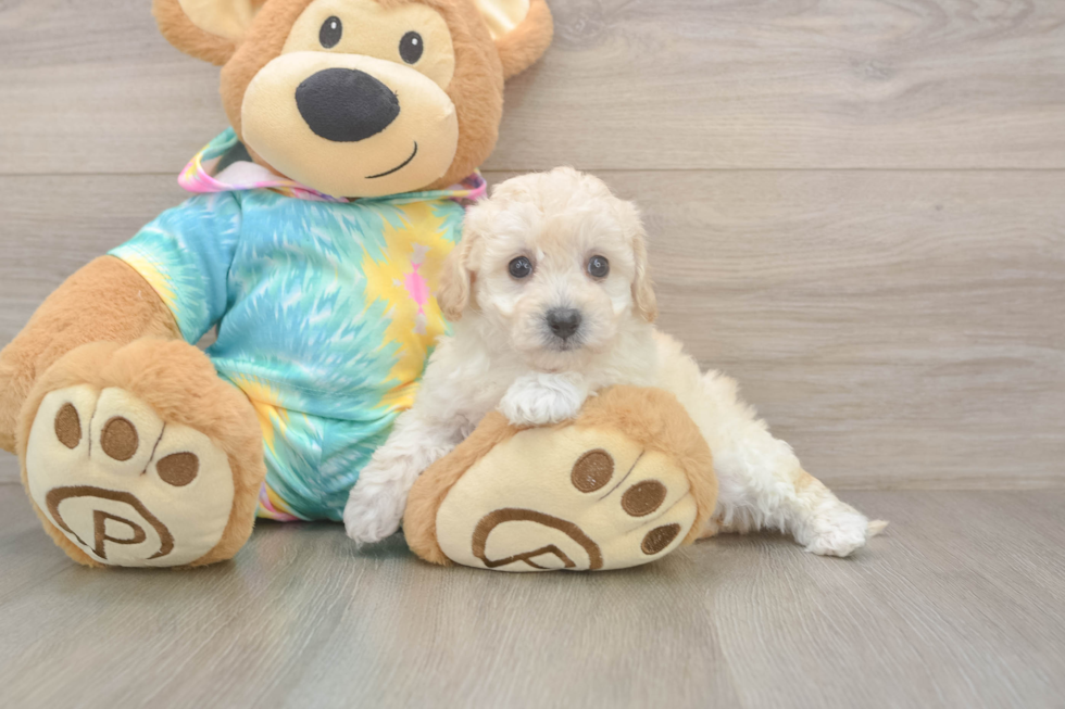 Best Poochon Baby