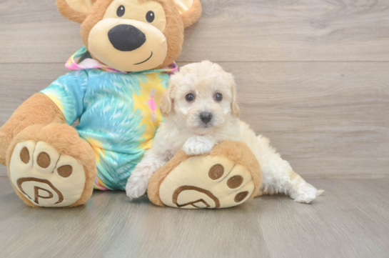 Best Poochon Baby