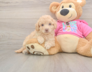 7 week old Poochon Puppy For Sale - Florida Fur Babies