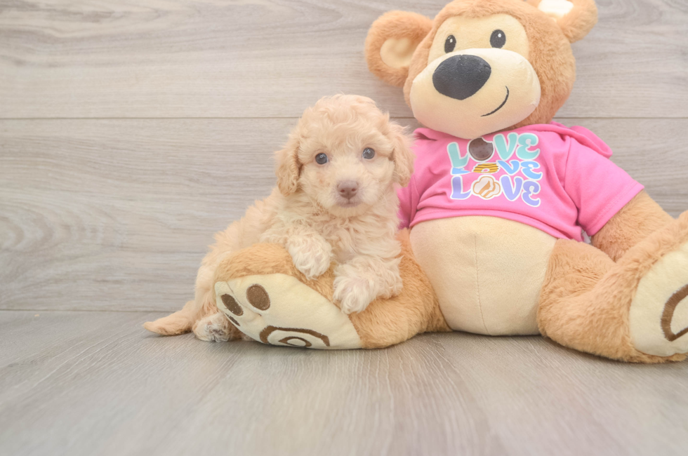 6 week old Poochon Puppy For Sale - Florida Fur Babies