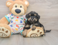 7 week old Poochon Puppy For Sale - Florida Fur Babies