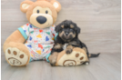 Petite Poochon Poodle Mix Pup