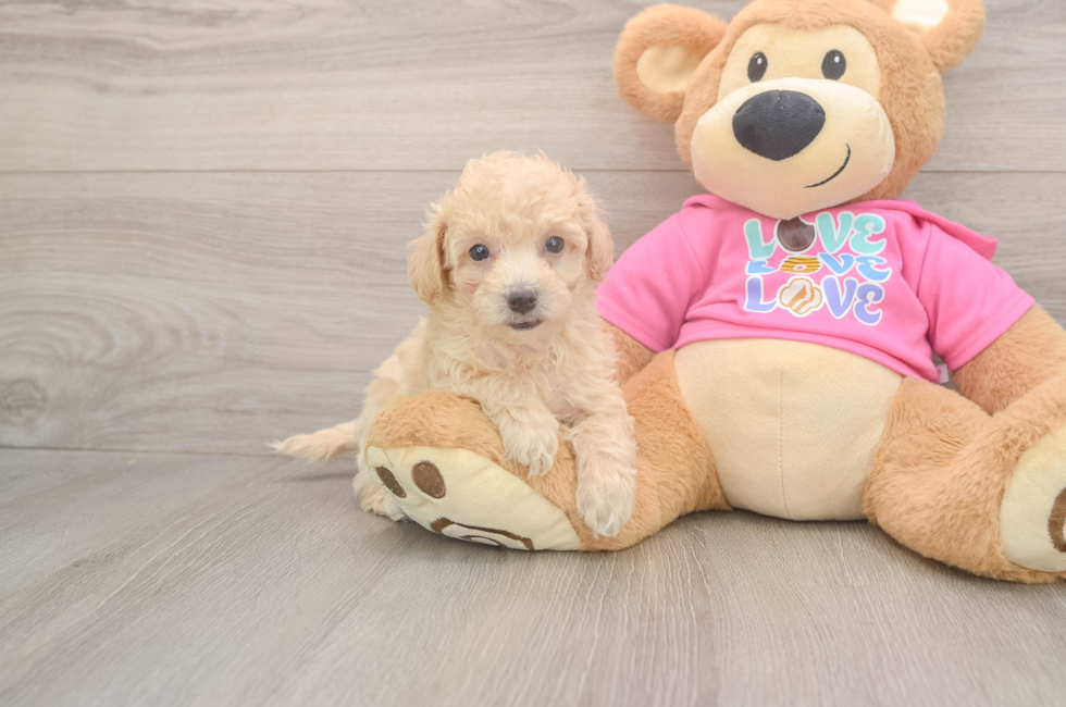 6 week old Poochon Puppy For Sale - Florida Fur Babies