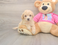 8 week old Poochon Puppy For Sale - Florida Fur Babies 8 week old Poochon Puppy For Sale - Florida Fur Babies