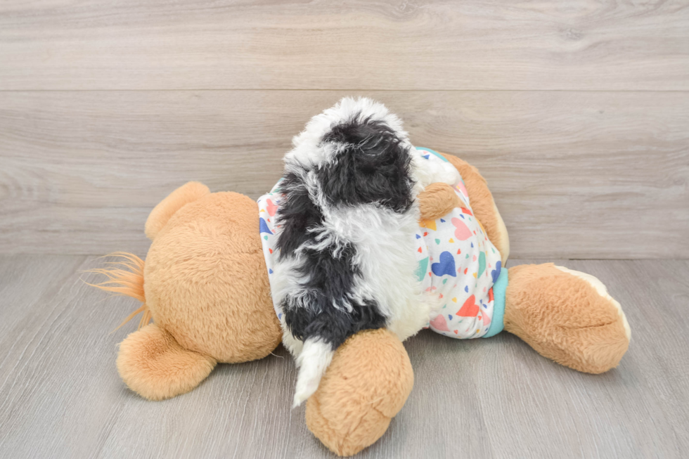Best Poochon Baby