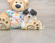 7 week old Poochon Puppy For Sale - Florida Fur Babies