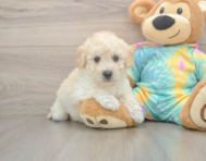 8 week old Poochon Puppy For Sale - Florida Fur Babies