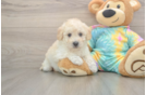 Best Poochon Baby