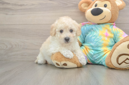 Best Poochon Baby