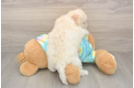 Poochon Puppy for Adoption