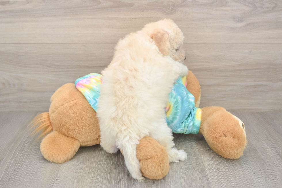 Poochon Puppy for Adoption