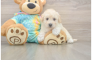 Poochon Puppy for Adoption