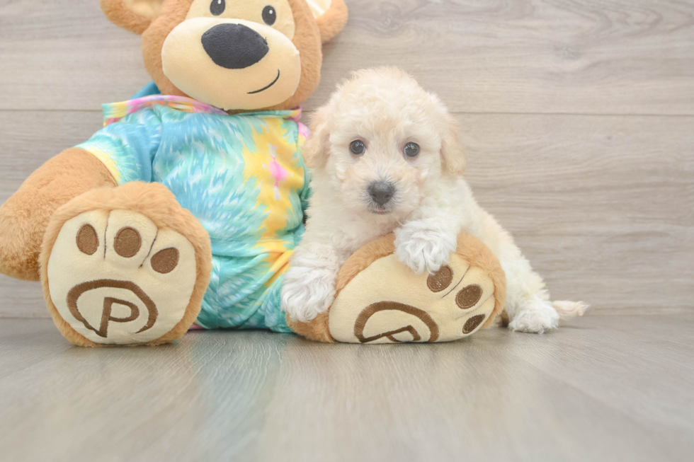 Poochon Puppy for Adoption