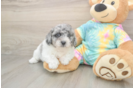 Best Poochon Baby
