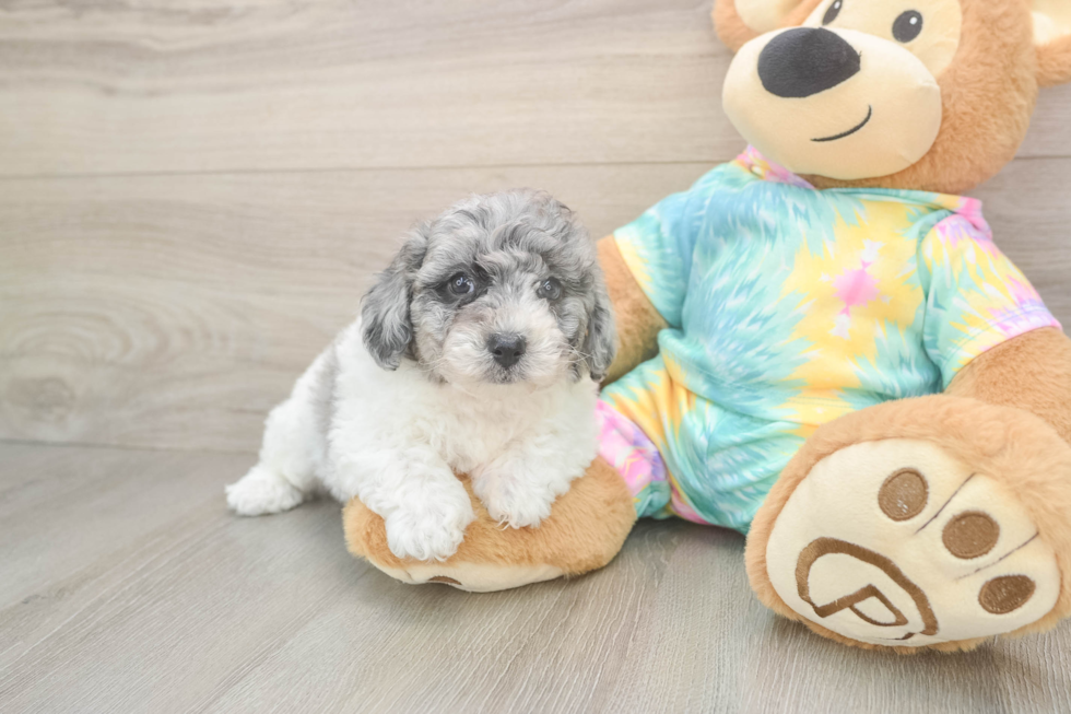 Best Poochon Baby