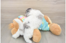 Best Poochon Baby