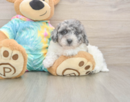 8 week old Poochon Puppy For Sale - Florida Fur Babies