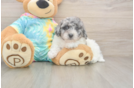 Adorable Bichpoo Poodle Mix Puppy