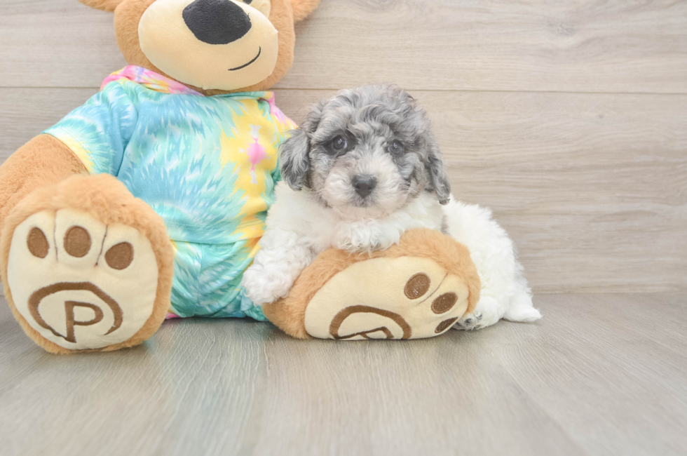 5 week old Poochon Puppy For Sale - Florida Fur Babies