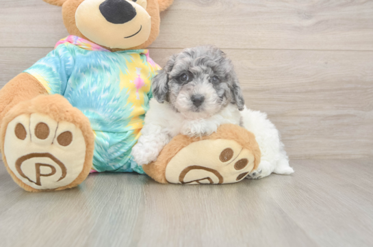 Adorable Bichpoo Poodle Mix Puppy