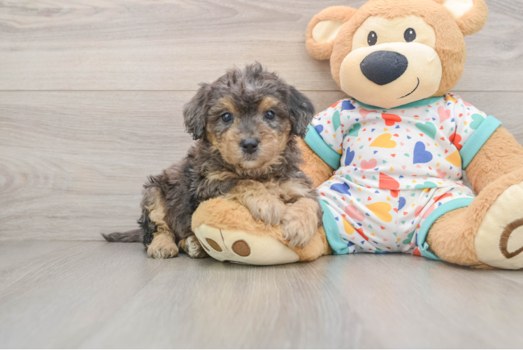 Poochon Pup Being Cute